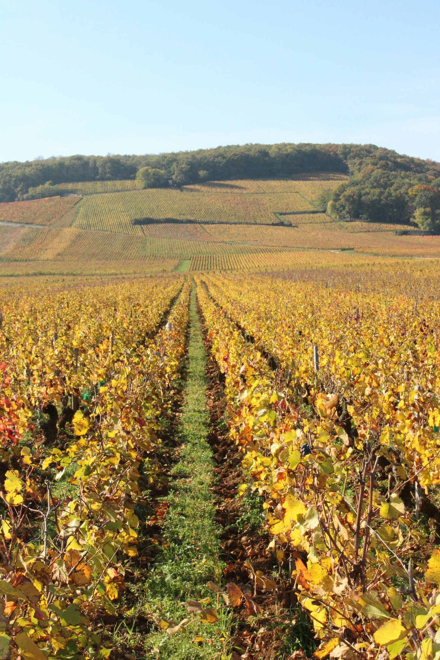 Storie e tradizioni del paesaggio vitivinicolo